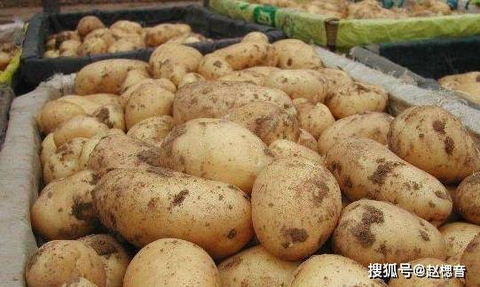 土豆的多种吃法大全 1aa158bd55a84becb1b7c27d3d2c97c6.jpeg