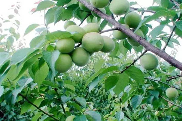 特产早知道——普宁青梅_调研