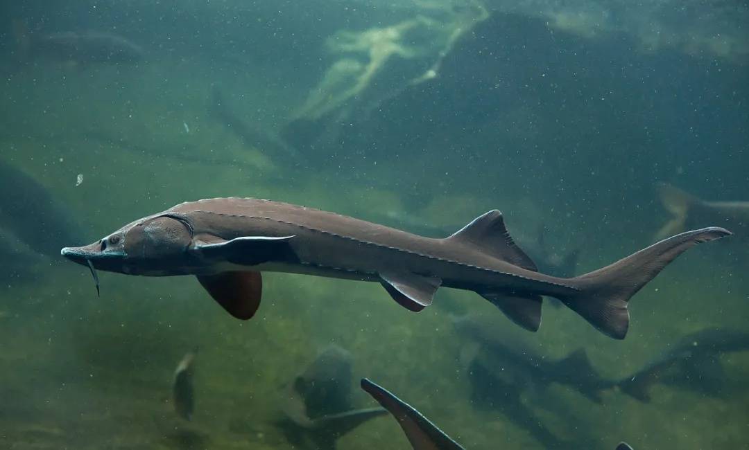 鱼界大熊猫——鲟龙鱼