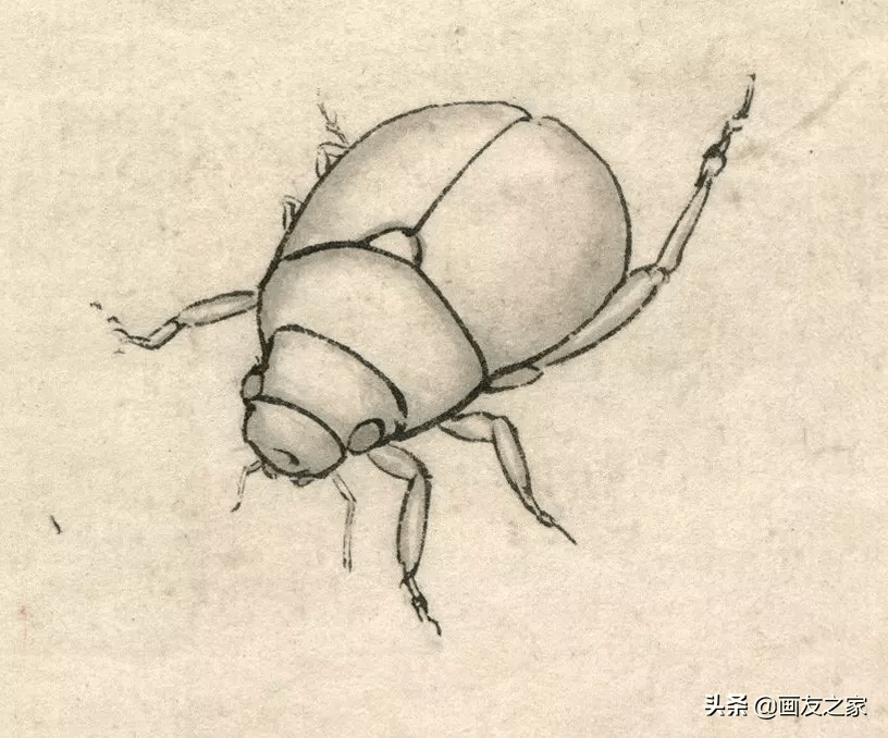 铜绿金龟子设色技法(含详细文字解析)