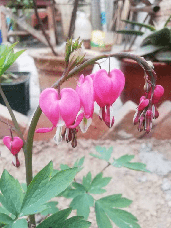 树荫下养点花 这4种花都耐阴 开花也超美 植物
