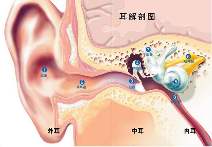 听力系统解剖之外耳道篇