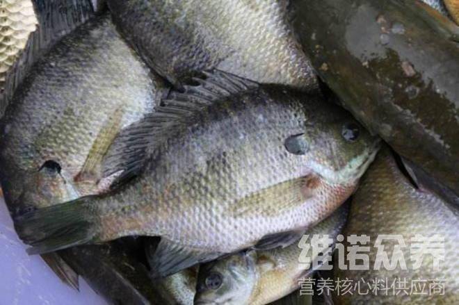 太陽魚怎麼養殖,太陽魚的飼料配方有哪些