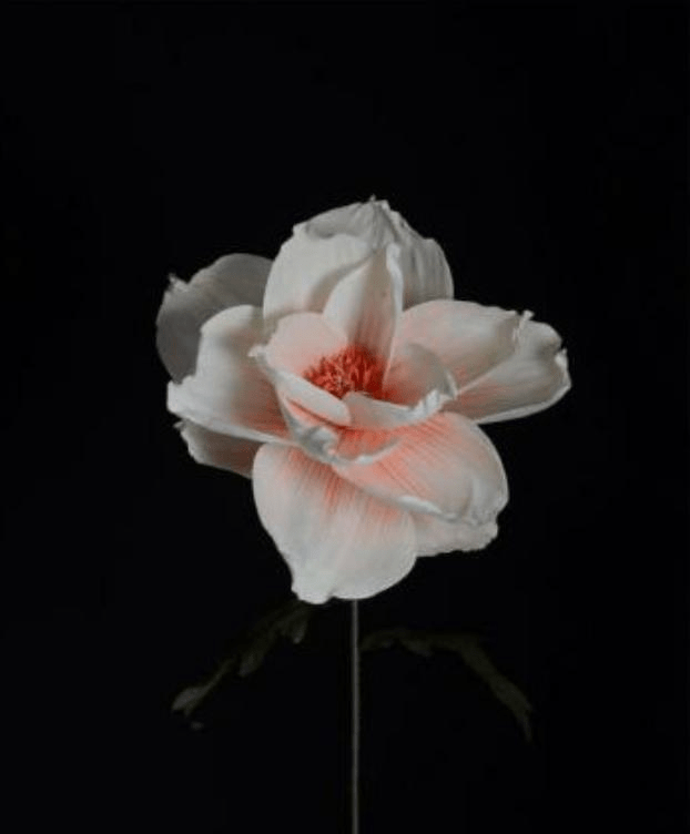 清朝皇后佩戴的通草花 全国仅剩两位八旬老人会做 技艺恐会失传 的发展