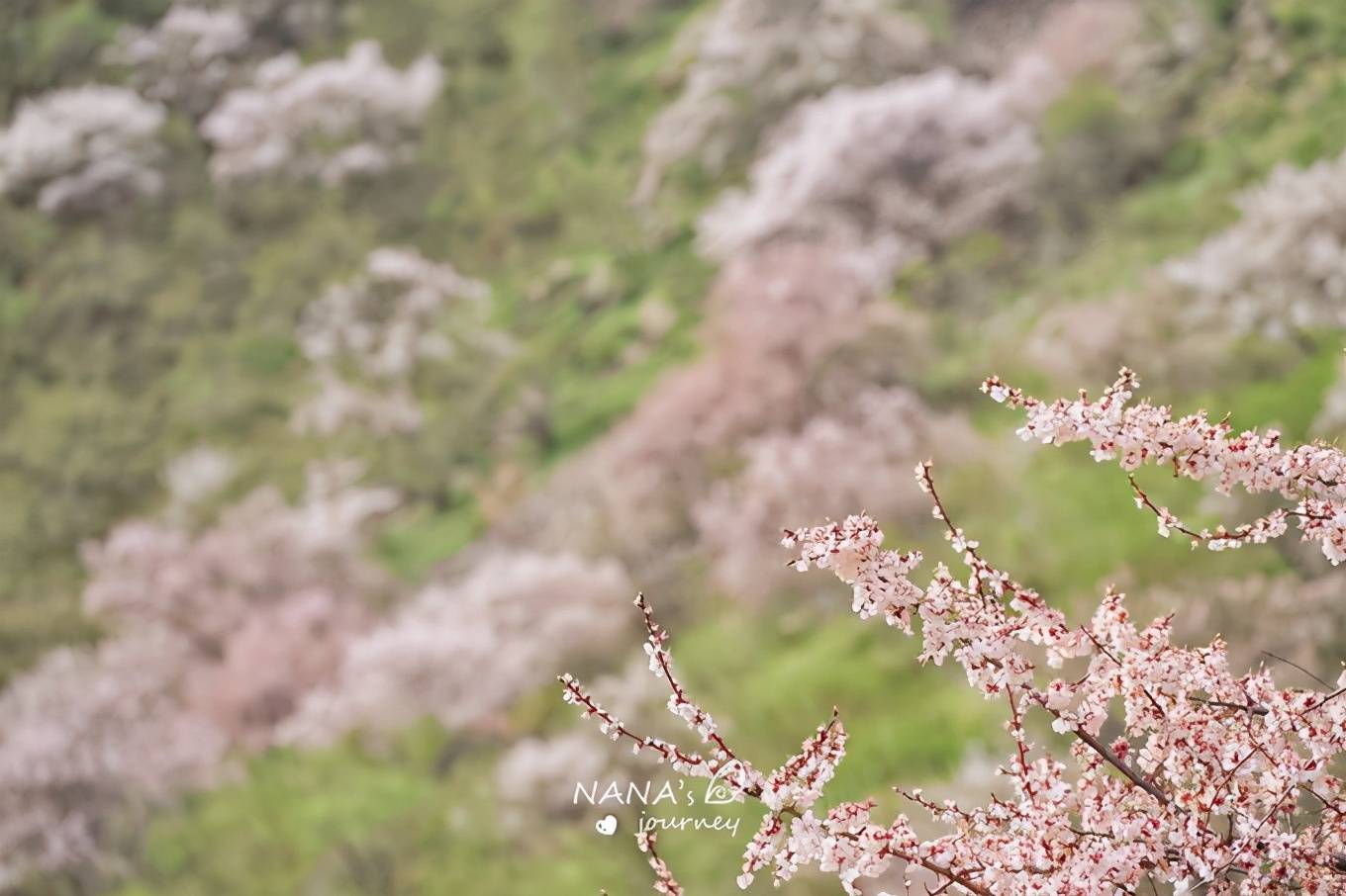 新疆新源的这条未名沟，杏花盛开的景致，四月最美的赏花之地