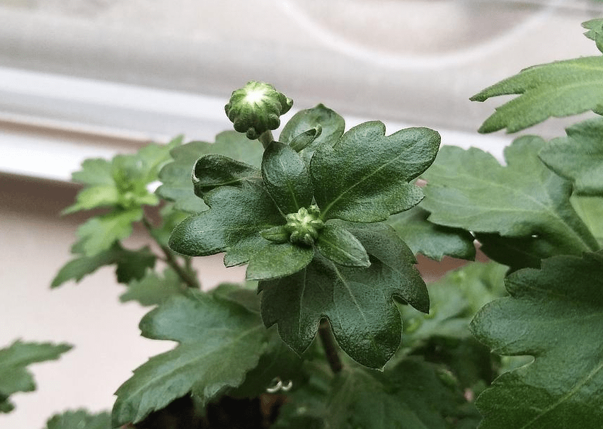 而若喷洒乒乓菊的叶子,那么,则需控制好频率,同时避开刚孕育出的花蕾