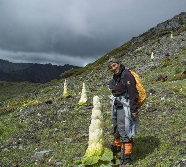 游客在川藏线上看到“大白菜”，当地牧民：很值钱，但是别乱摘