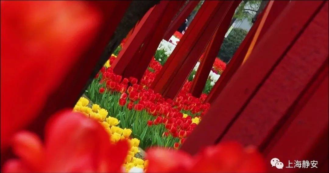清明·赏花丨原来静安最美的春天都藏在这里！