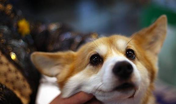 怎么看小狗狗聪不聪明呢 afa1752df34d4ce2b788cc1792410845.jpeg