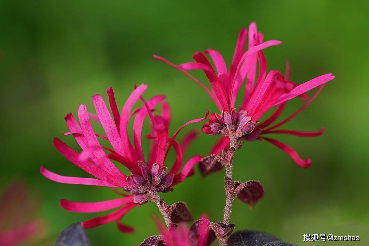 红花檵木寿命图片