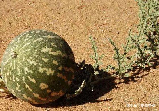 在沙漠中遇见这种“小西瓜”，就算渴死也不能吃，后果很严重！