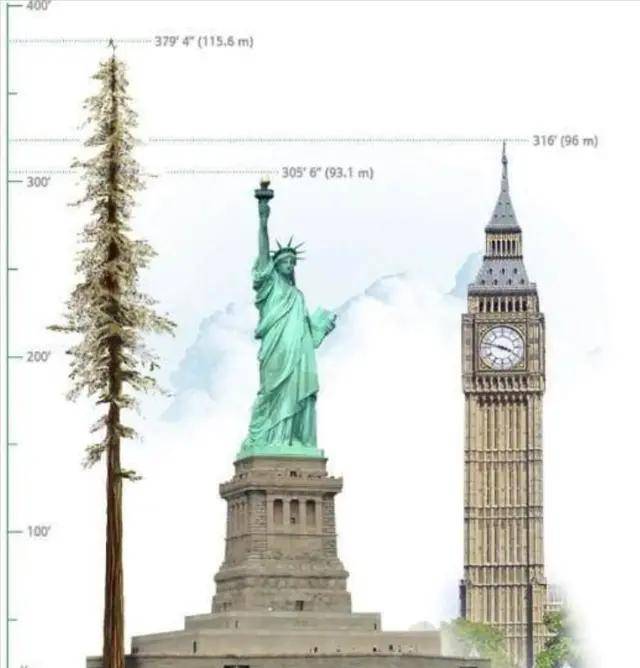 地球上5棵摩天大树，比云层还高8英尺，我国这棵被叫望天树 搬运