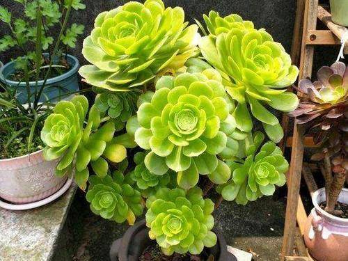 多肉种植技巧有哪些 1cf6713c502647b88226d25ed6b3dd45.jpeg