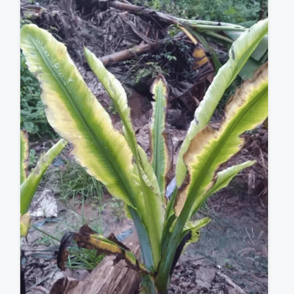 香蕉种植常见病害