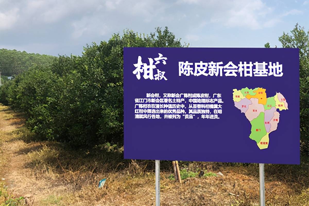 新会陈皮鉴别的方法掌握这10个方法轻松分辨真假新会陈皮