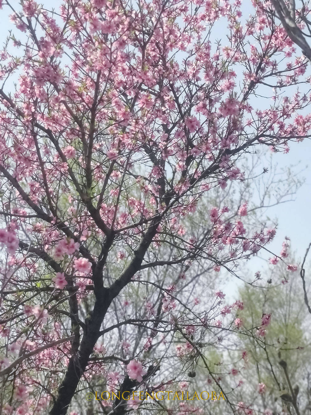 mate|清明节。花儿正艳