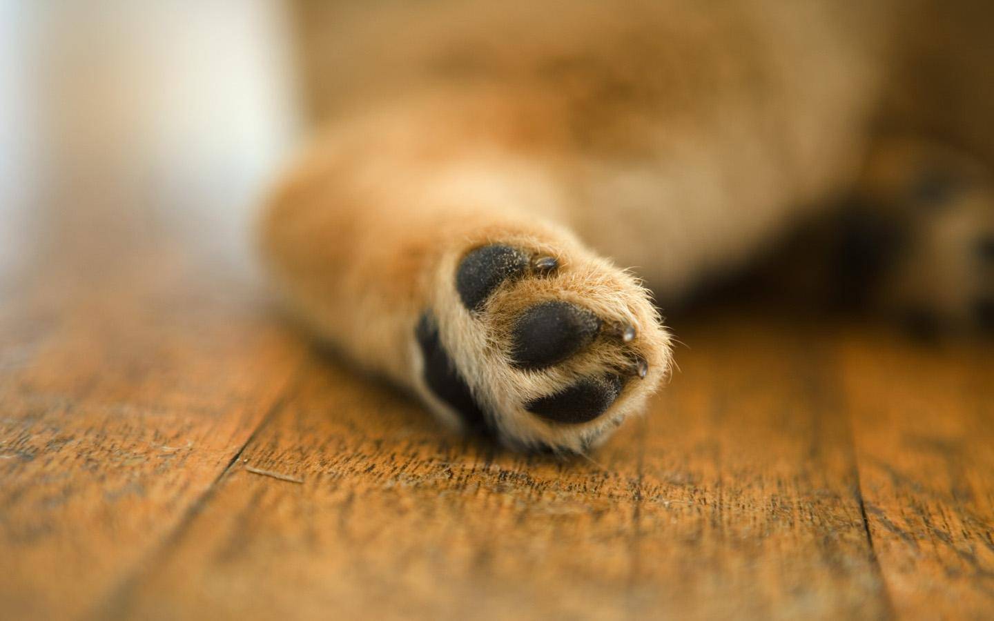 狗 爪子 脚 - Pixabay上的免费照片 - Pixabay