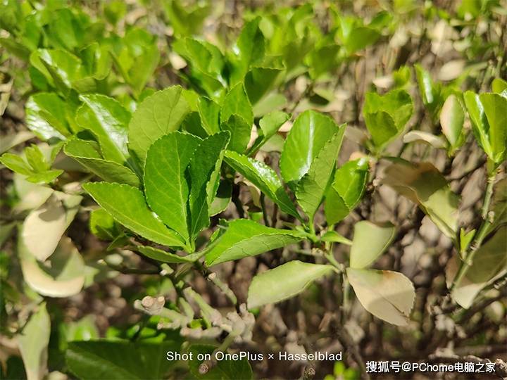 色彩|哈苏色彩调校引领影像潮流 一加 9全面评测