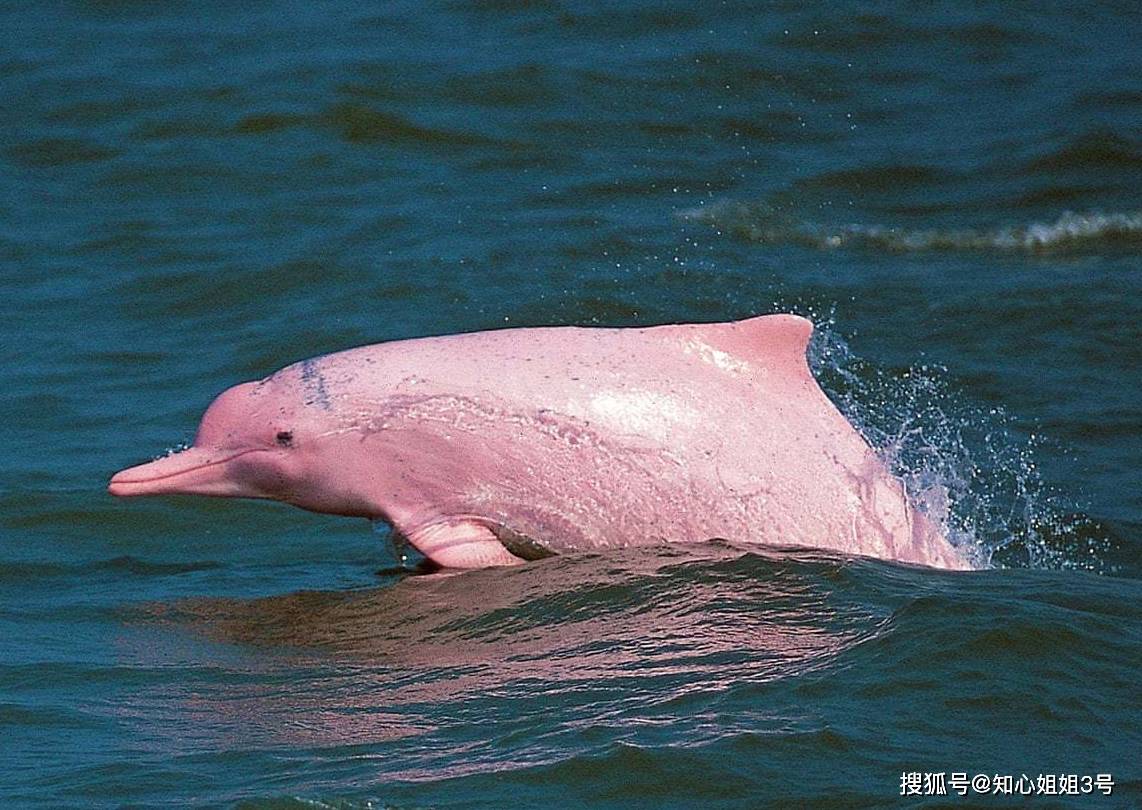 游客在南澳岛游玩时，意外拍下：5只粉色海豚，像是童话故事里的