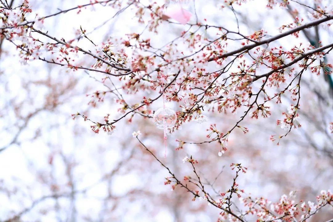春日赏花季到盐城大洋湾，不输日本京都的浪漫，吃喝玩乐全攻略！