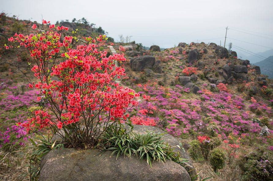 温州这几处杜鹃花已然盛开在醉美的四月天错过待来年