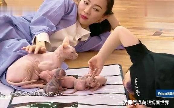 原创形态恐怖的外星怪兽霍思燕家的无毛沙皮猫竟然这么可怜