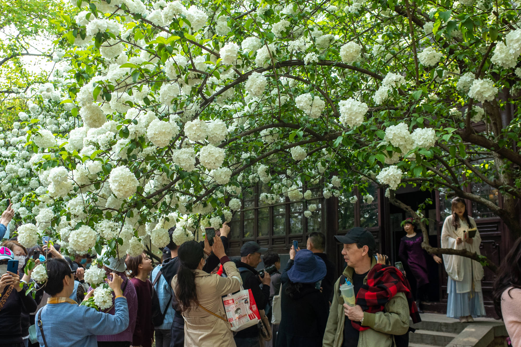 又到一年绣球花开时，南京这2个地方是最佳的观赏地，门票都免费