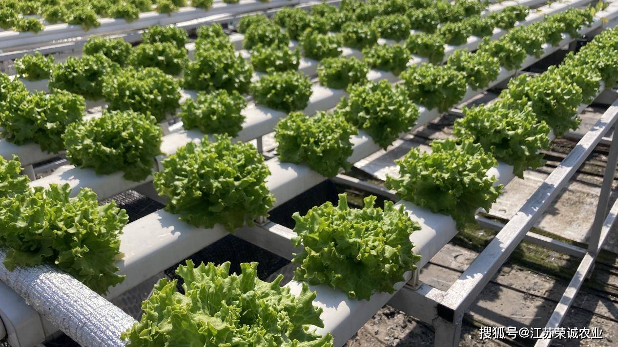 原来你是这样的无土栽培水培蔬菜