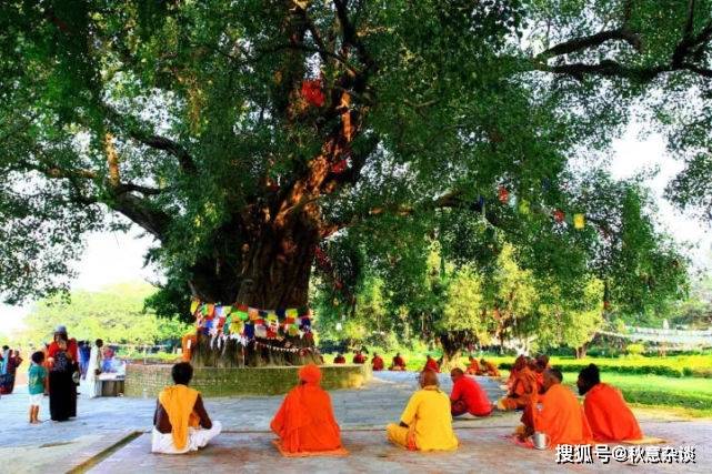距今2300多年，斯里兰卡大圣树的故事
