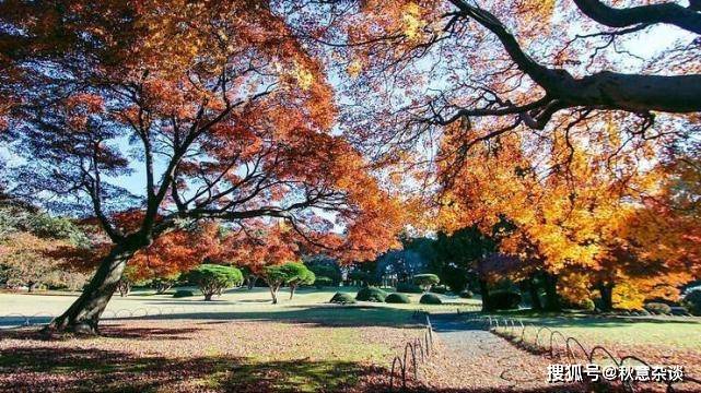 日本两大赏樱地新宿御苑，上野公园，2021年的樱花要孤芳自赏了