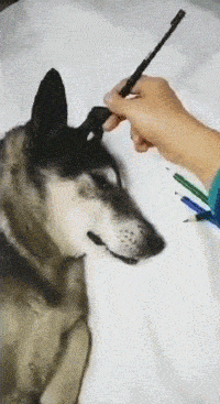 图片[4]-搞笑段子GIF：你这个狗子，是不是没洗脸就出门了？-魔性次元
