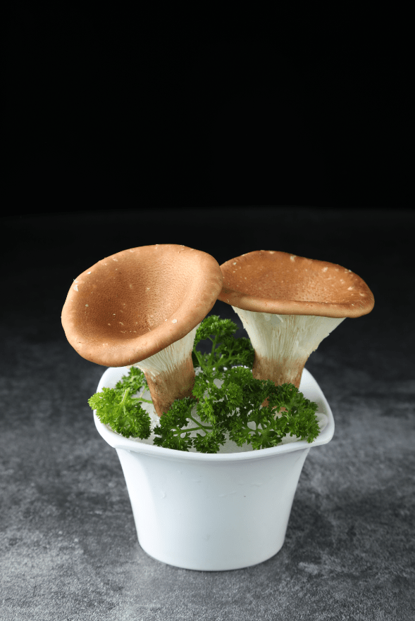 菌菇吃出竹笋味?左庭右院上线新品猪肚菇,顾客直喊"爽脆"_食材