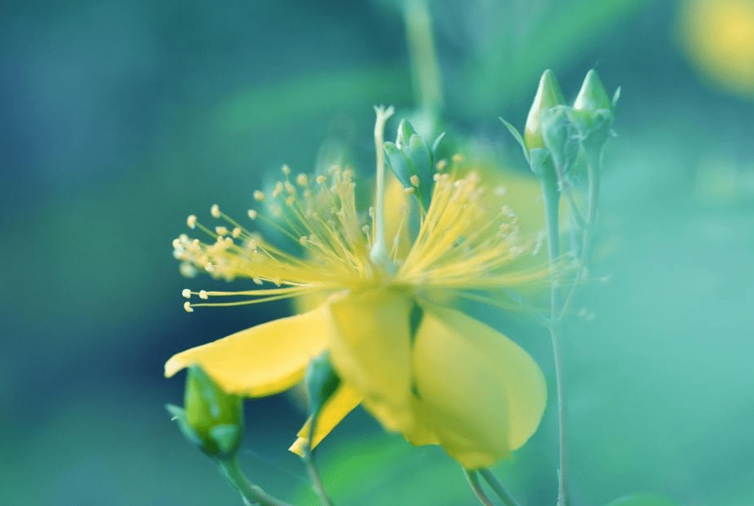 4月中旬,痴心流年,桃花運躲不掉,3大生肖喜逢舊愛,破鏡重圓