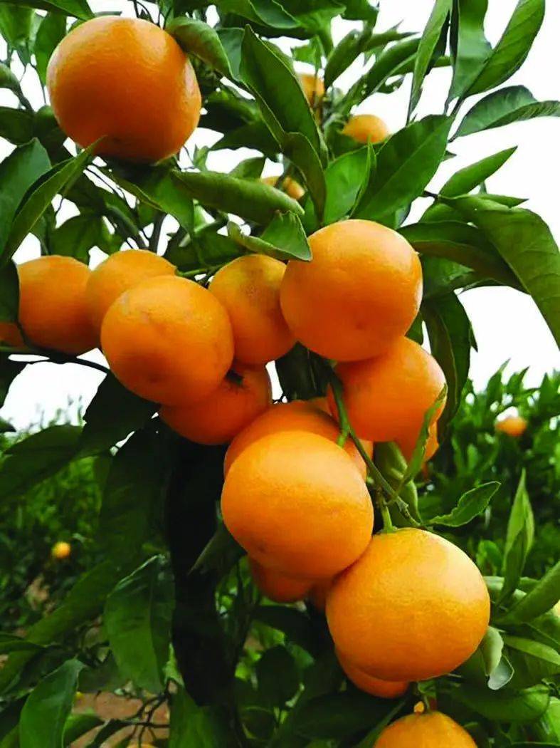 村宝网想要种植好柑橘要学会入门基础新手须知