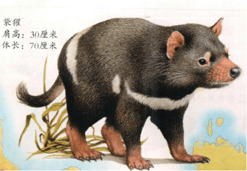 袋獾吃沙袋鼠图片