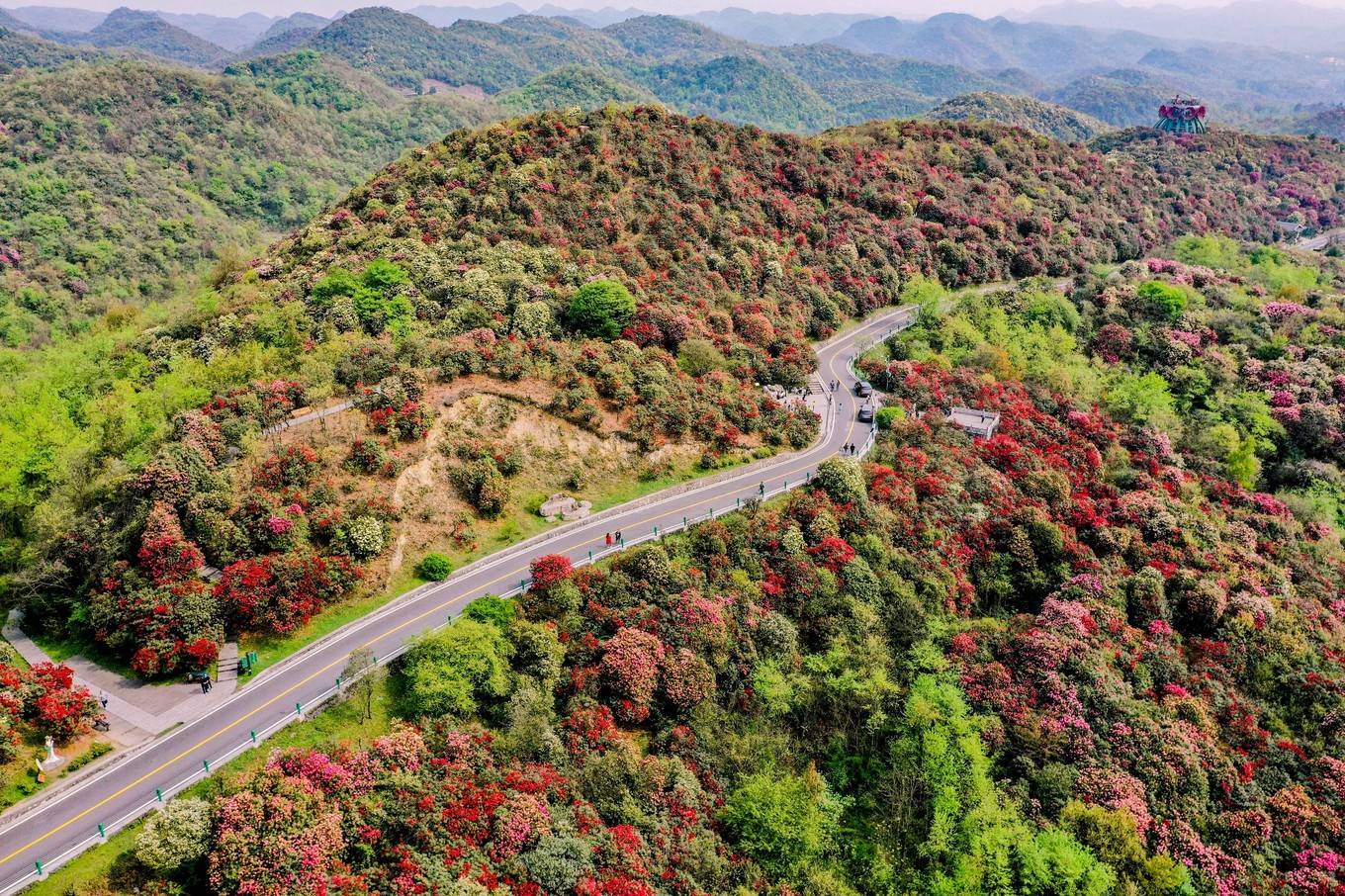 贵州毕节的杜鹃花开得漫山遍野百里杜鹃一片花海是在太惊艳