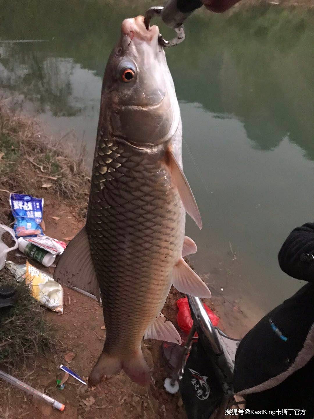 谁说路亚不能钓草鱼那是你段位低