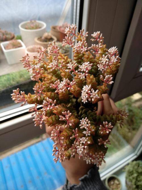 此款多肉 好看又好养 繁殖快 还能开出小米花 养护