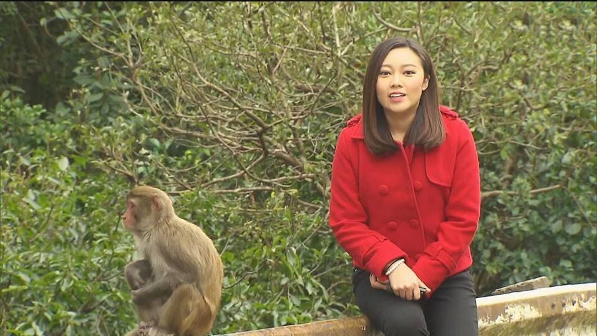 人气直升!30岁tvb女主播受力捧,接棒成为新一代"新闻之花"