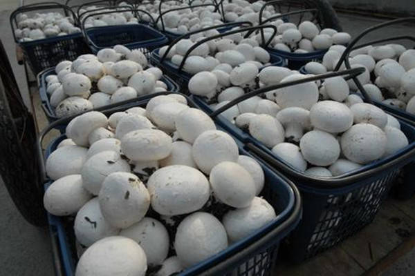 特产早知道姚庄蘑菇