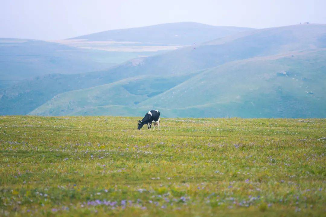 内蒙古大草原，不一样的草原玩法在这里