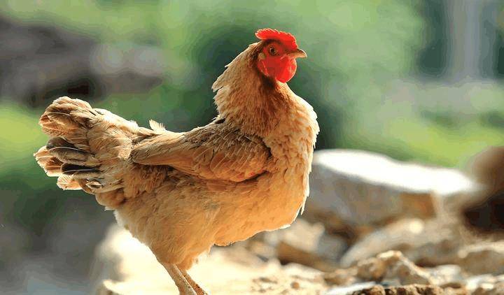 怎么样挑选乌鸡 3c07b423ee7b49e090179dbf1ec2a798.jpeg