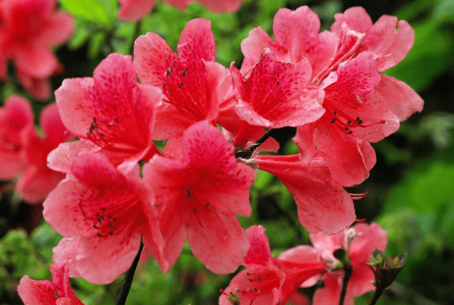 江西知名的“红色摇篮”，4月还有杜鹃花盛开，正适合清明游玩
