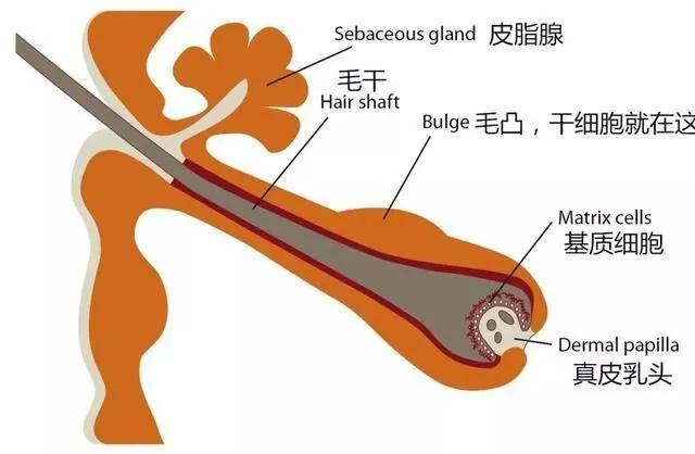 你的头等大事有着落了,干细胞有望周期性再生毛囊!