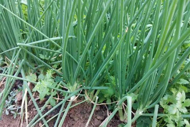 多地菜场已发现,昆明下架1479公斤,赶紧看看你家买的…_小葱