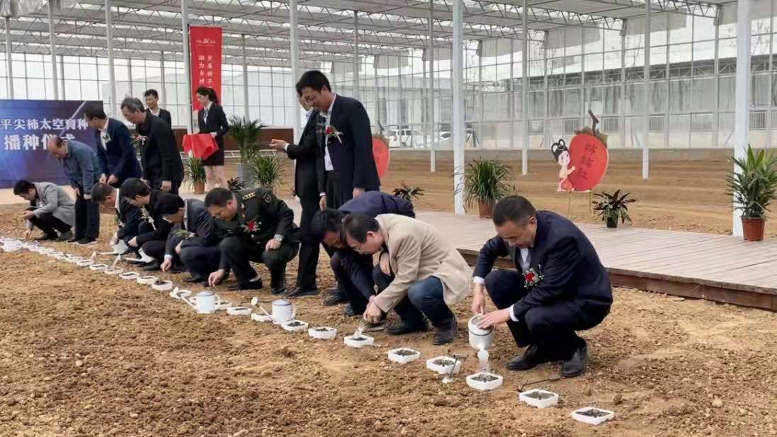 领导|富平尖柿太空种子在天玺柿子小镇完成播种