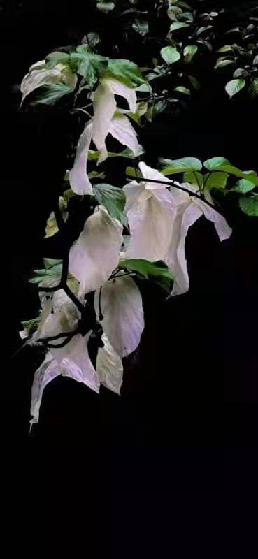 和风细雨,云雾缭绕,鸽子花盛开,犹如鸽群展翅欲飞,美景如画