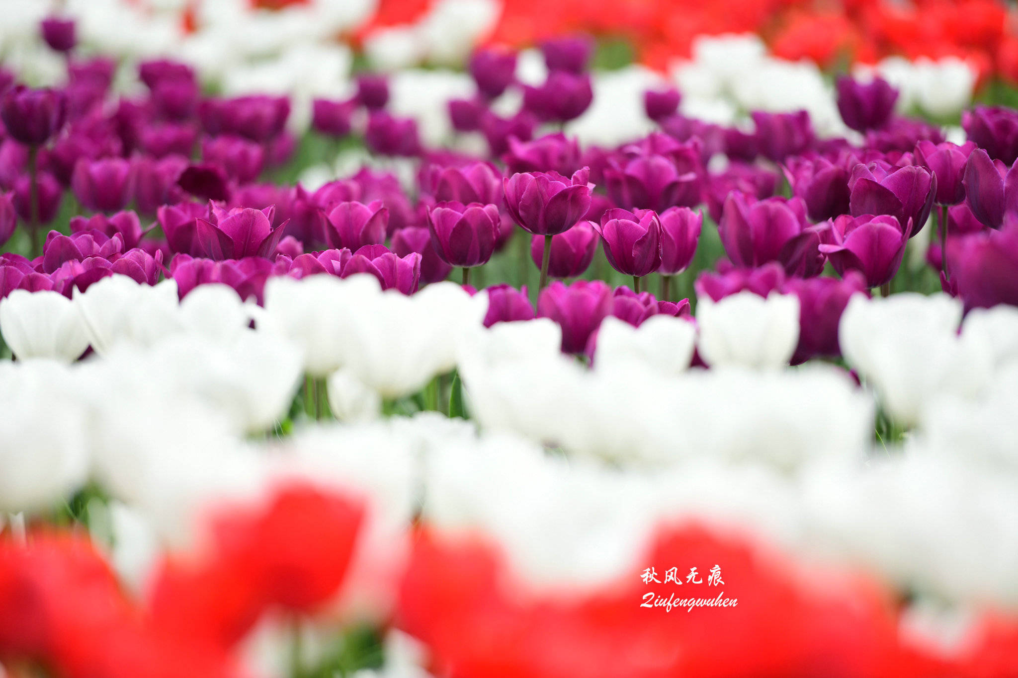 斑斓郁金香，富贵牡丹花，咸阳古渡边的四月繁花胜景