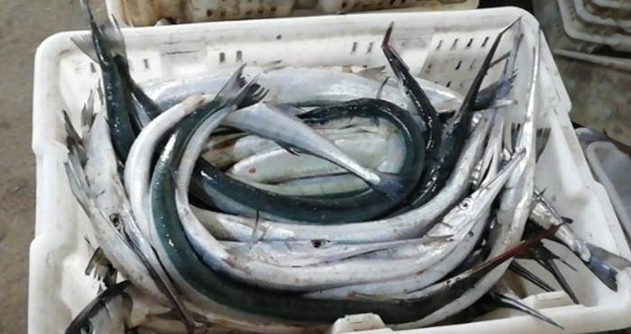 很多爱吃烧烤的朋友,去烧烤店吃烧烤时,都会点一种晒干的鱼吃,它就是