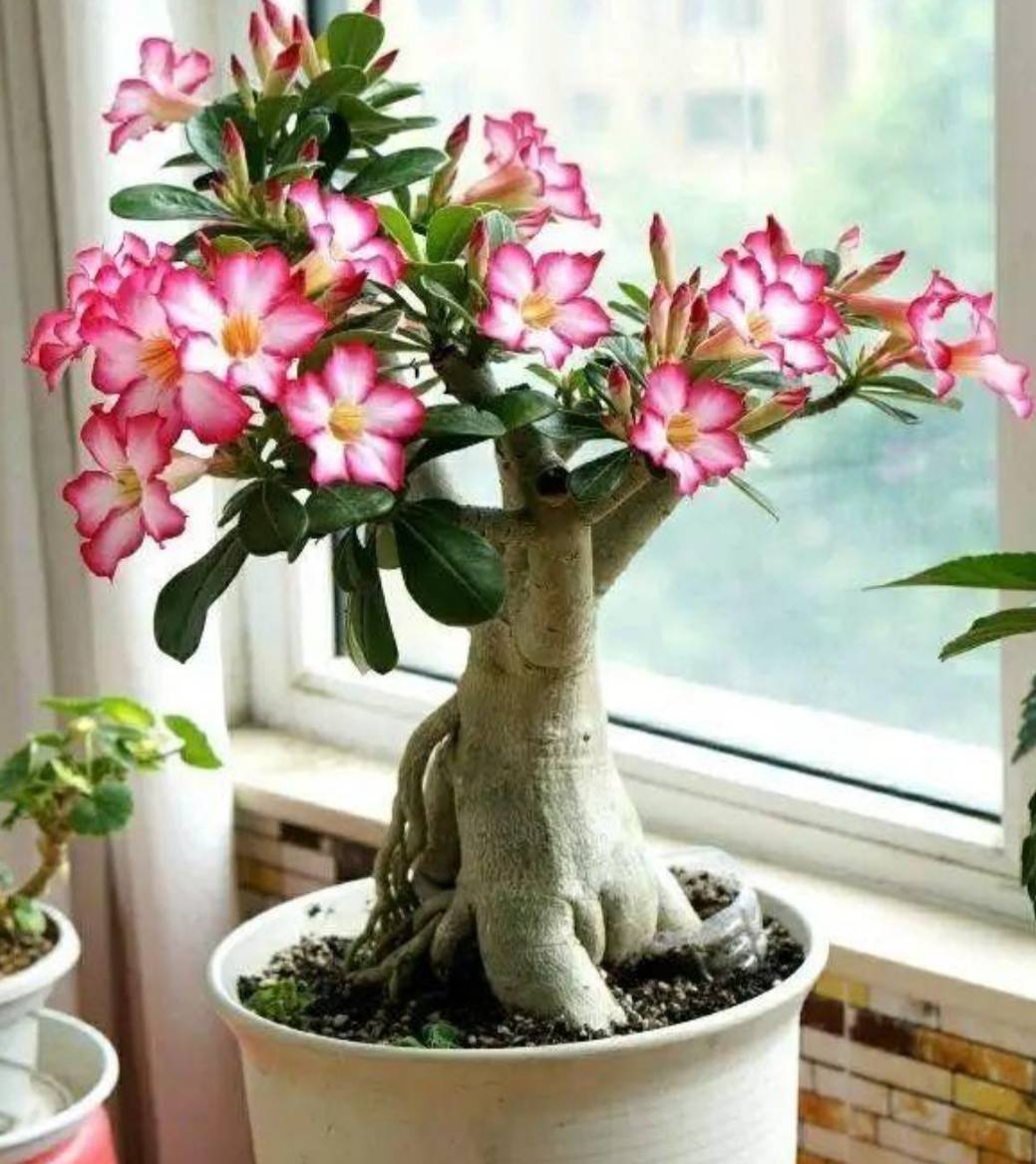 原创6种常见的花,用小花盆养,长得更好